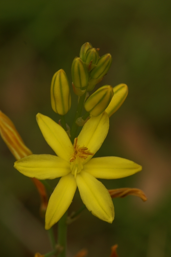 Bulbine bulbosa